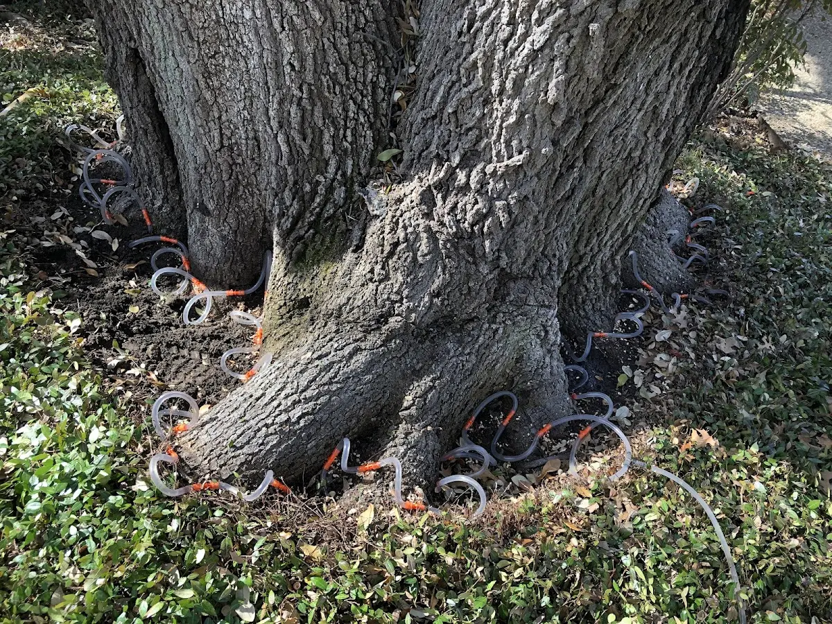 Detailed Tree Cabling and Bracing job site in Beach Haven