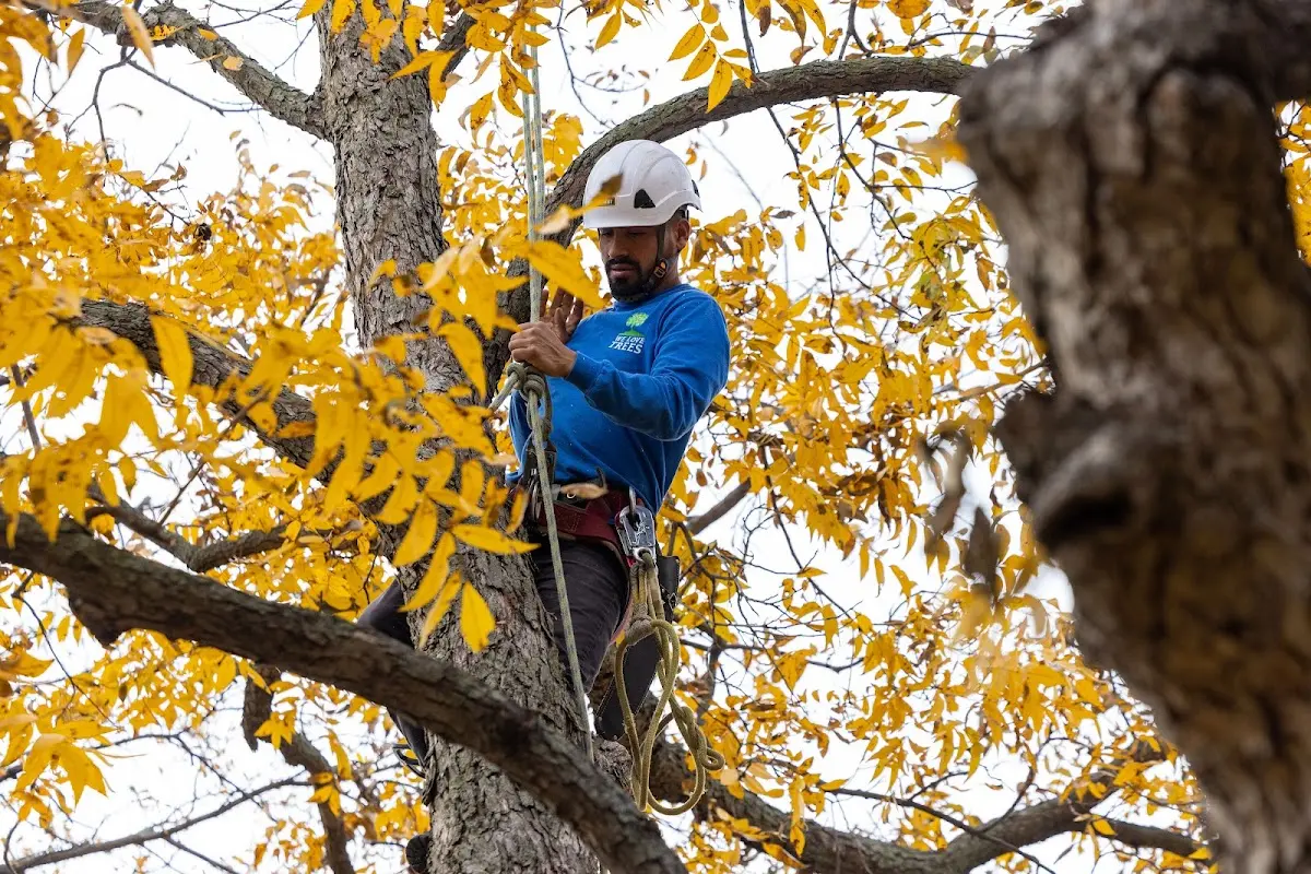 Skilled Tree Pruning crew working in Beach Haven