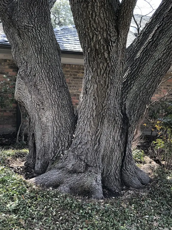 Mature heritage tree close to a Beach Haven property cared for by certified arborists